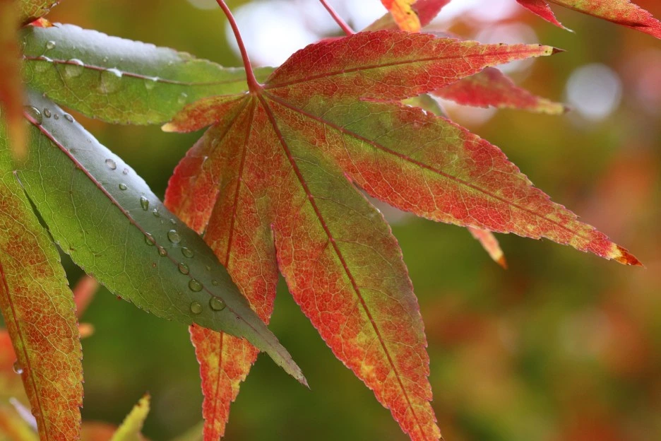 autumn-3787291_1920.jpg?type=w1