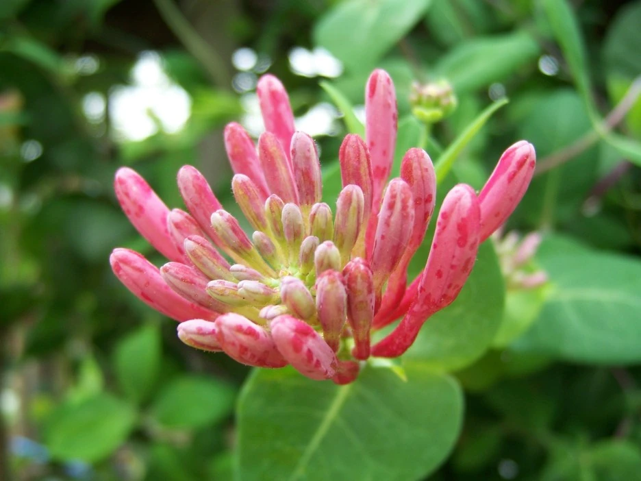 %EC%9D%B8%EB%8F%99%EC%B4%882.jpg?type=w1