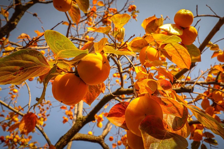 persimmon-6777952_1920.jpg?type=w1