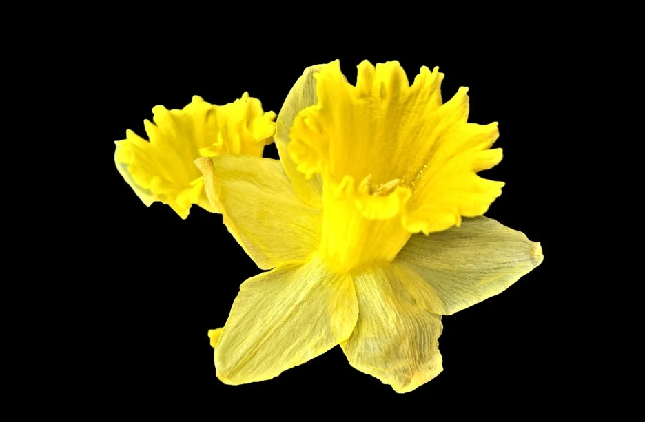 flower-6128467_1920.jpg?type=w1