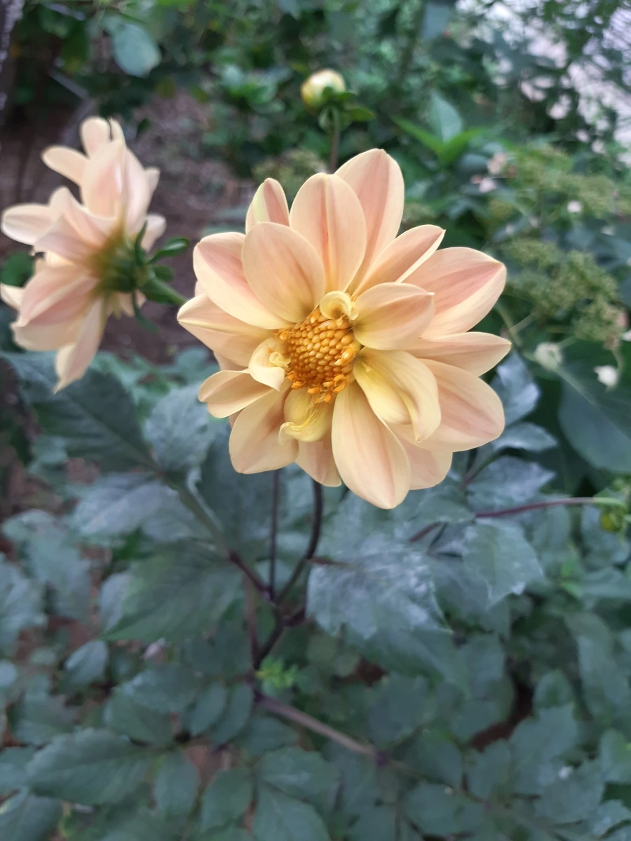 20210928%EF%BC%BF135540.jpg?type=w1