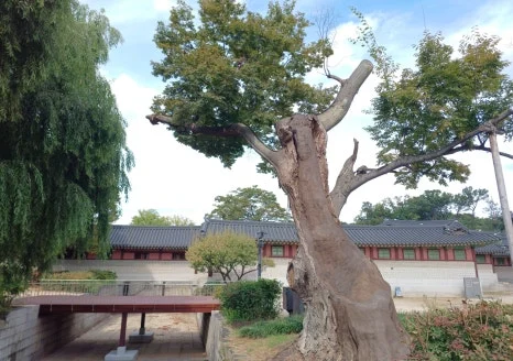 20241009_125159.jpg?type=w466