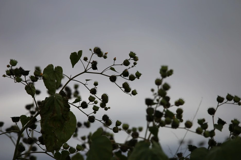 plant-5764757_1920.jpg?type=w1