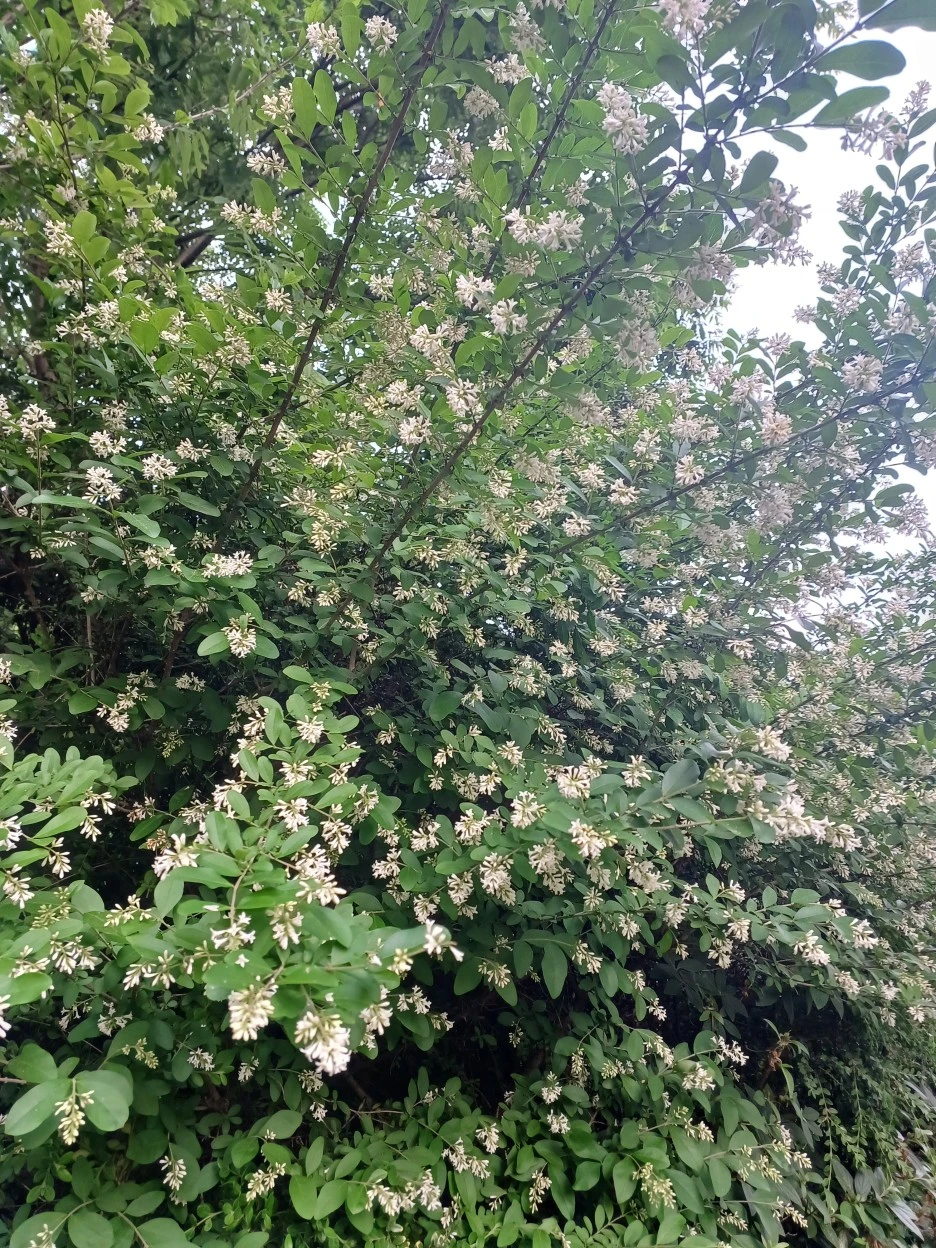 20230520_063928.jpg?type=w1