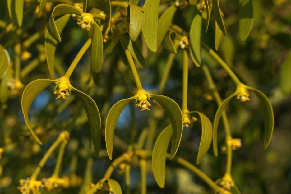 mistletoe-7101956_1920.jpg?type=w1