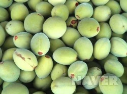 697_i1_%EA%B0%9C%EB%B3%B5%EC%88%AD%EC%95%84.jpg?type=w1