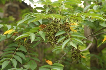 41460_33033_2253.jpg?typew1