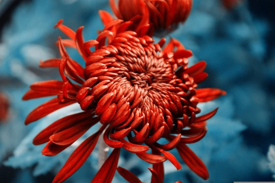 chrysanthemum-2654909_1920.jpg?type=w1