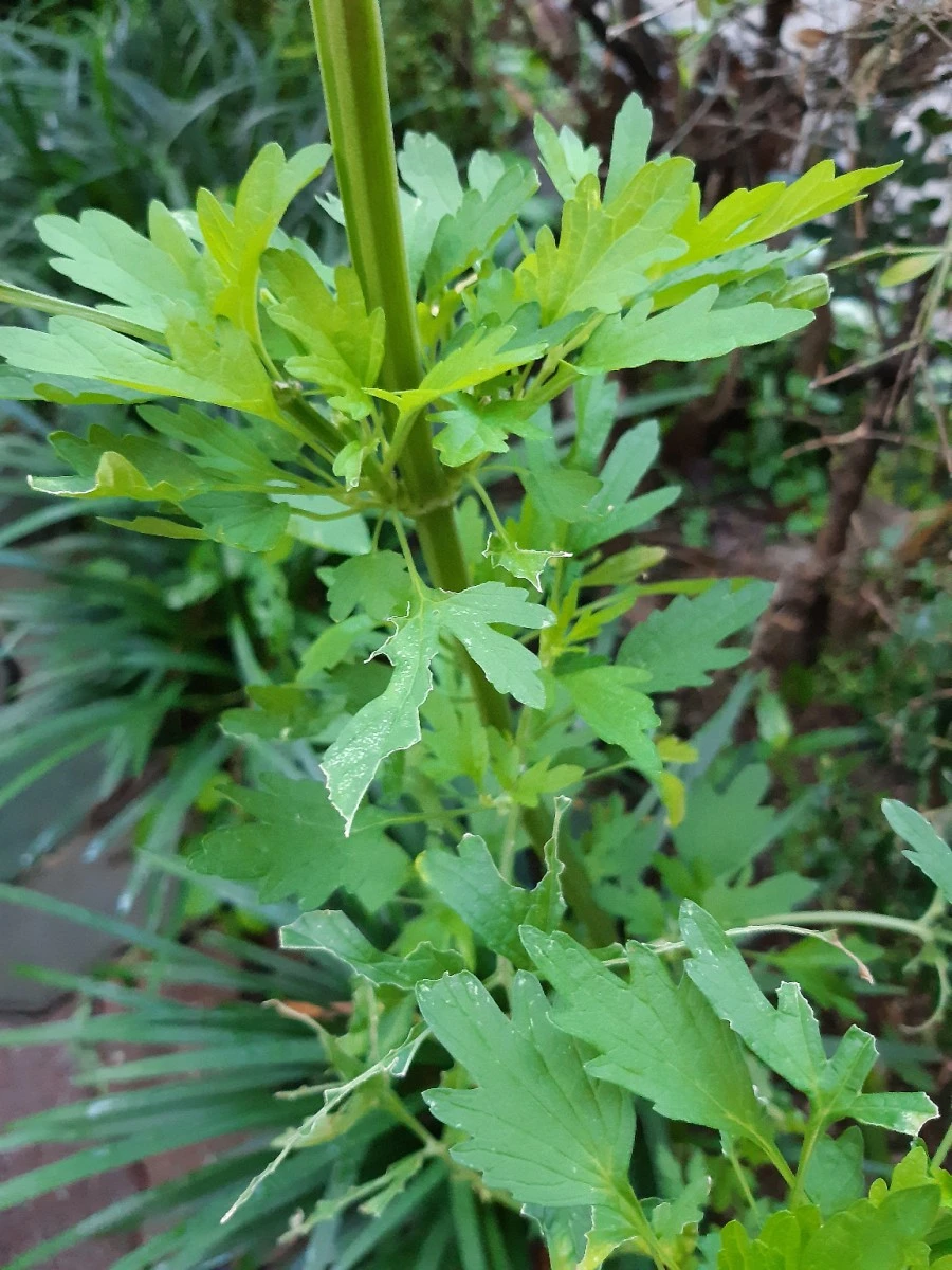 20210708%EF%BC%BF054300.jpg?type=w1