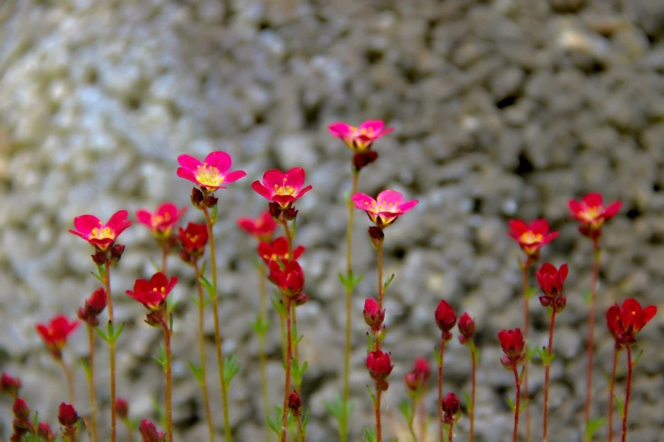 saxifrage-3361019_1920.jpg?type=w1
