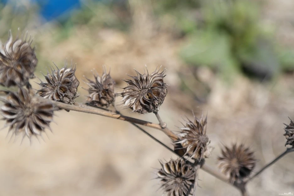 ib58_2890_i1_%EC%B6%9C%EC%B2%98_-_%EA%B5%AD%EB%A6%BD%EC%88%98%EB%AA%A9%EC%9B%90_%EA%B5%AD%EA%B0%80%EC%83%9D%EB%AC%BC%EC%A2%85%EC%A7%80%EC%8B%9D%EC%A0%95%EB%B3%B4_-_%EC%8B%9D%EB%AC%BC.jpg?type=w1