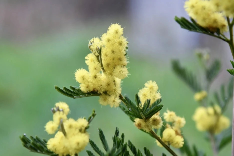 flower-7249417_1920.jpg?type=w1