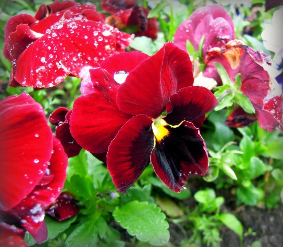 pansies-2445803_1920.jpg?typew1