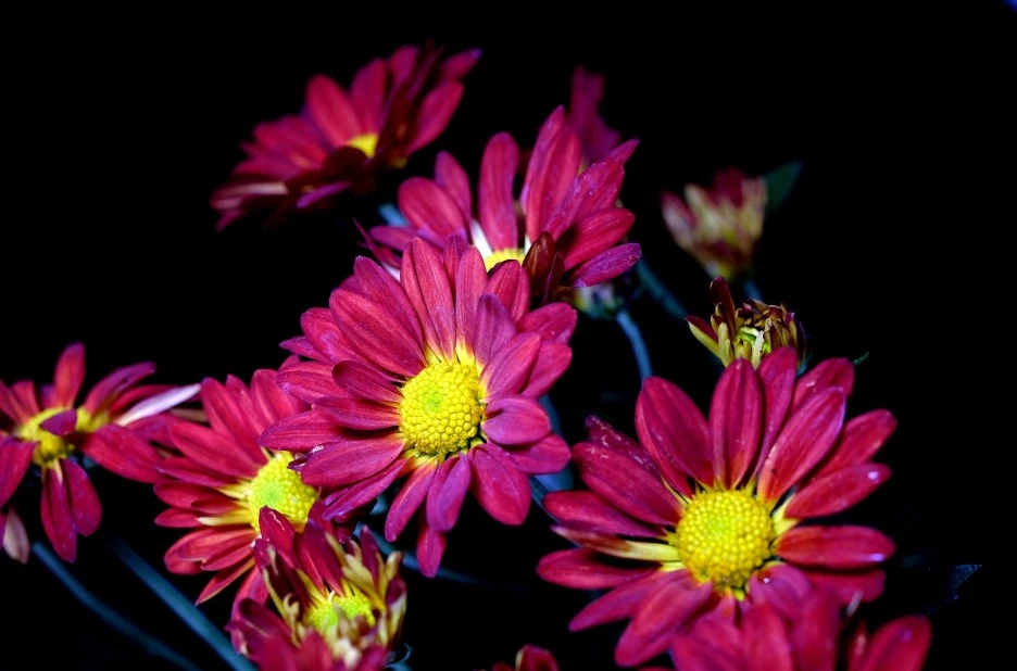 flower-7304308_1920.jpg?type=w1