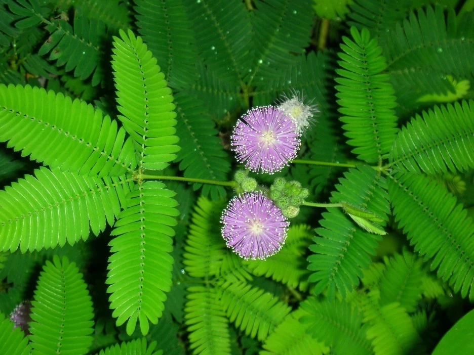 mimosa-g5554567cc_1920.jpg?type=w1