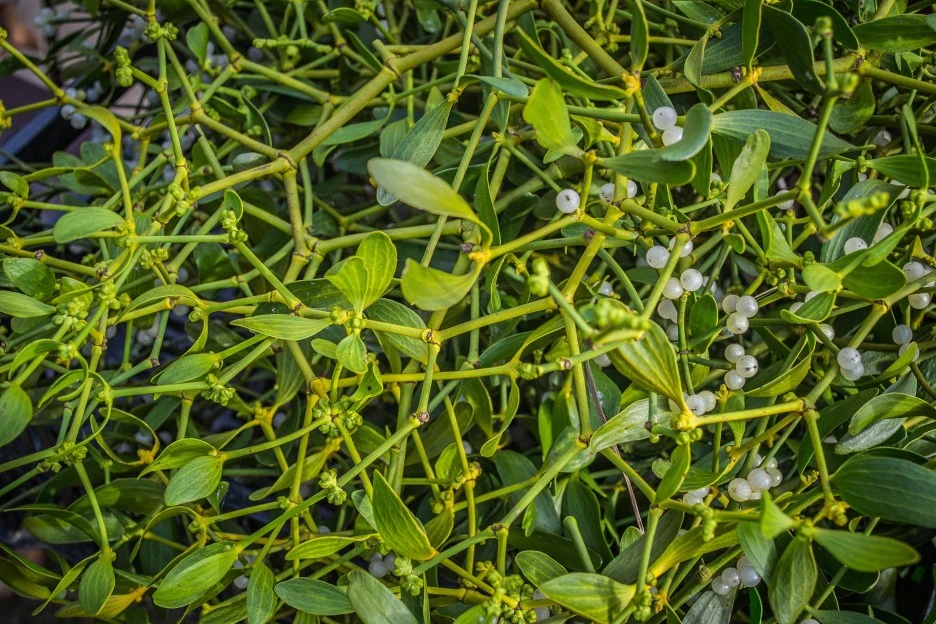 mistletoe-3772944_1920.jpg?type=w1