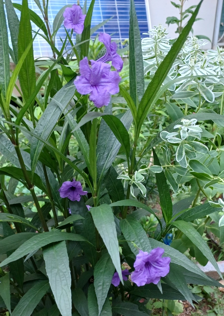 SE-b0fbdfbb-1ec9-11ed-b696-7dc2fdfb1b5e.jpg?type=w1