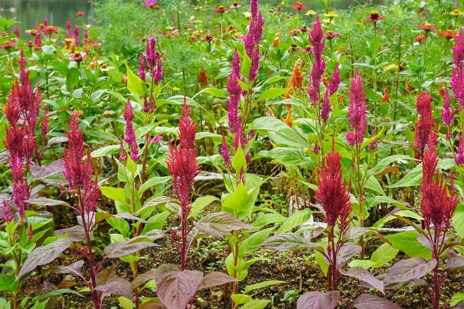 %EA%B0%9C%EB%A7%A8%EB%93%9C%EB%9D%BC%EB%AF%B8.jpg?type=w1