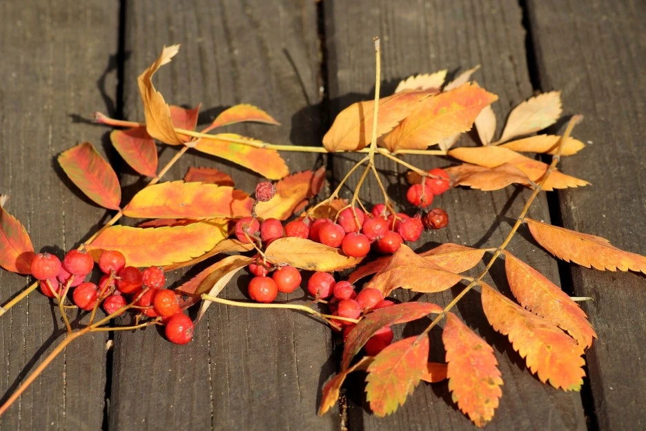 mountain-ash-3726341_1920.jpg?type=w1