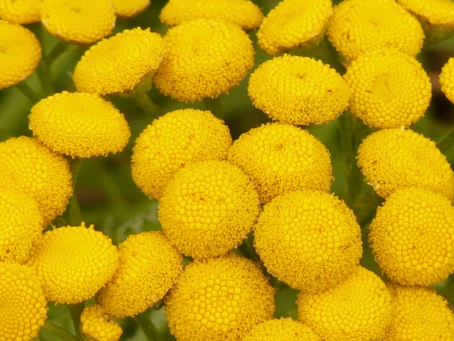 tansy-10381_1920.jpg?type=w1