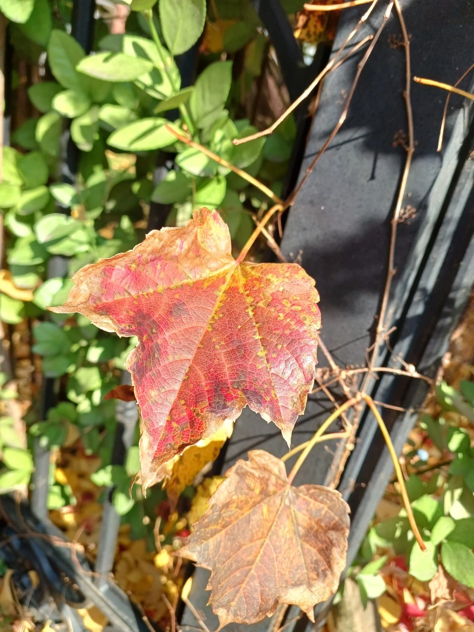 20221116_134442.jpg?type=w1