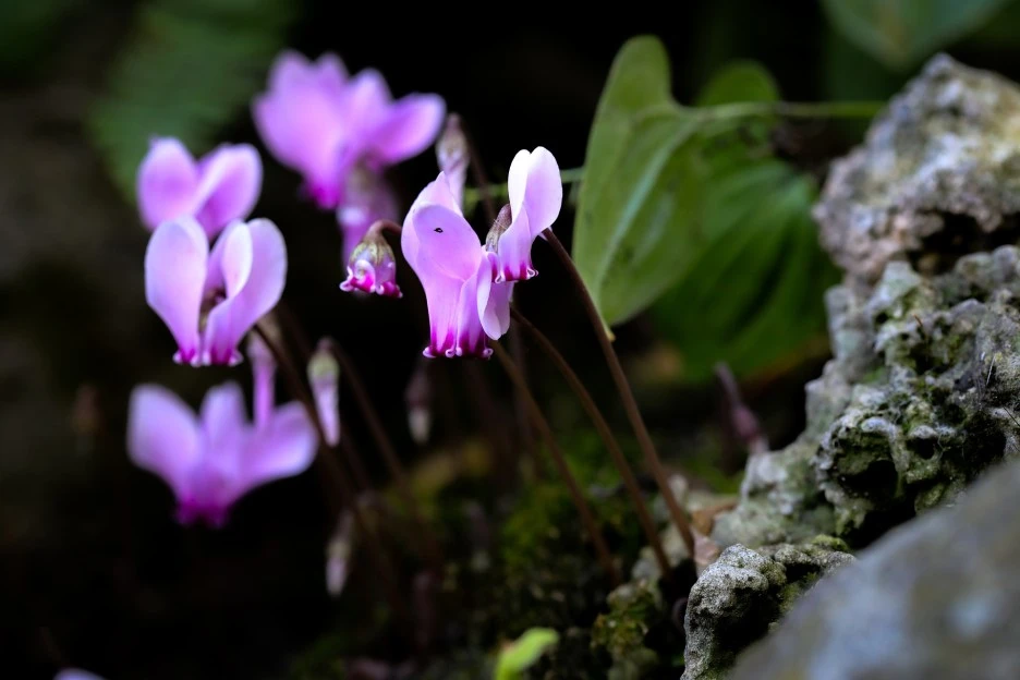 cyclamen-7616413_1920.jpg?type=w1