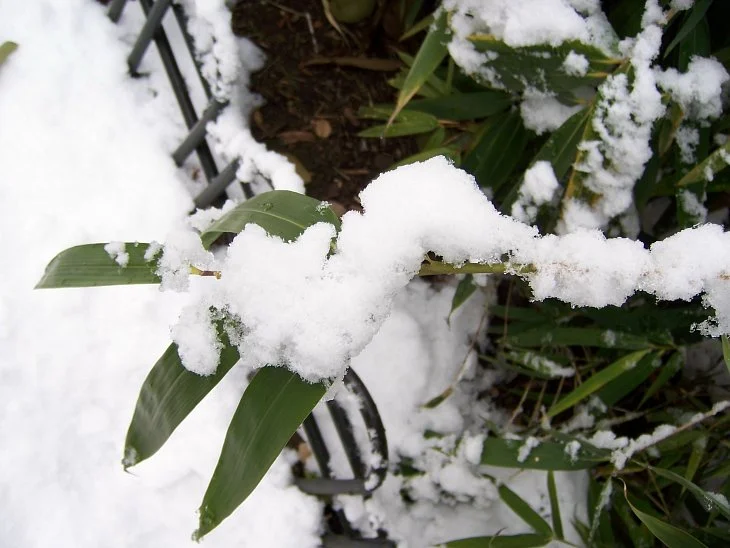 result_2006_11_0_22_39_0_46_19-lysook7.jpg?type=w1