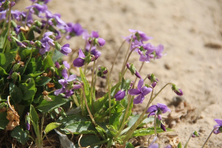 purple-4921741_1920.jpg?type=w1