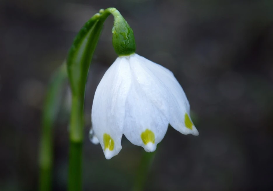 snowflake-4881751_1920.jpg?type=w1