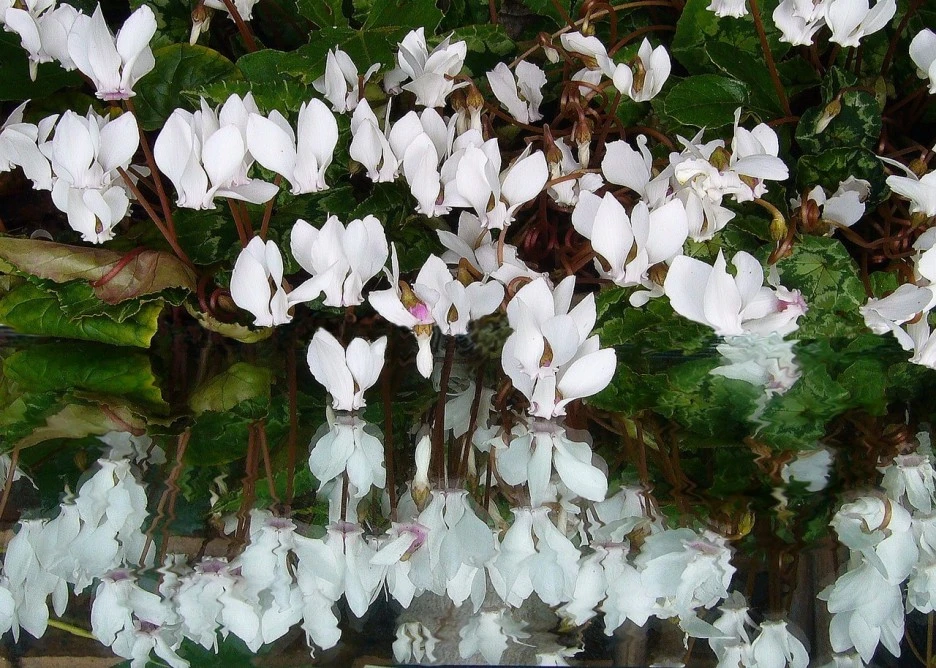 cyclamen-57539_1280.jpg?type=w1