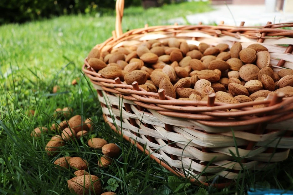 almond-5213382_1920.jpg?type=w1