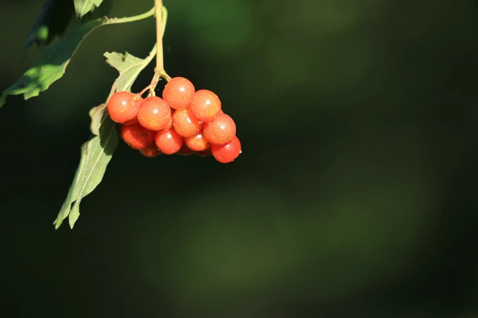 guelder-rose-3605031_1920.jpg?typew1
