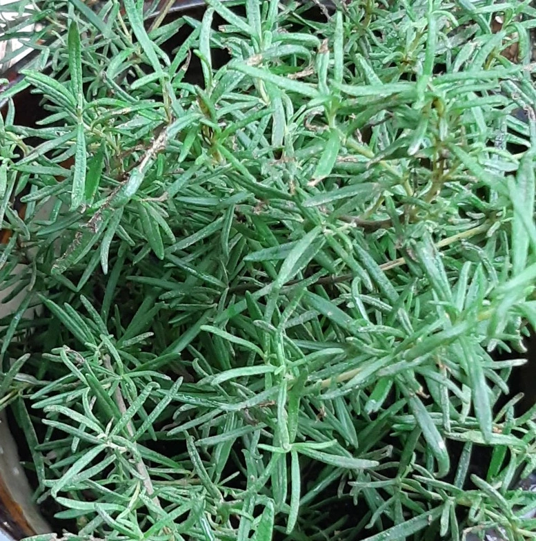 SE-389043b0-62a5-4a33-a98c-ea04c5b23e80.jpg?type=w1