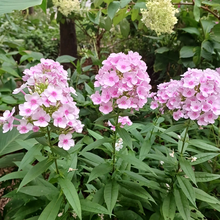 20220719%EF%BC%BF183140.jpg?type=w1