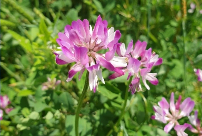 %EC%9B%B9_%EC%BA%A1%EC%B2%98_1-3-2023_142130_blog.naver.com.jpeg?type=w1