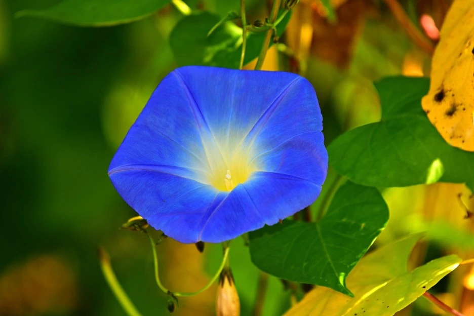morning-glory-gf25588b2e_1920.jpg?type=w1