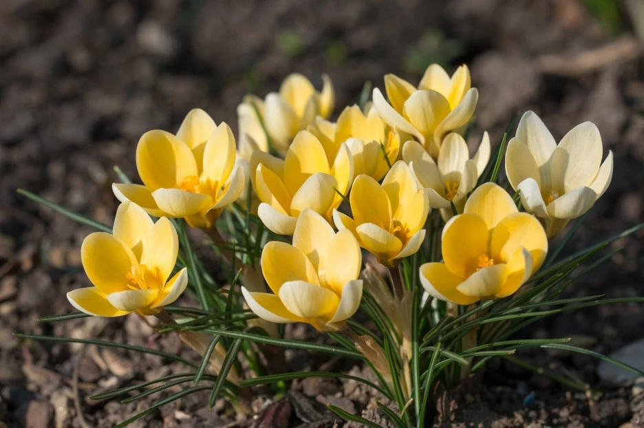 crocus-2171887_1920.jpg?type=w1