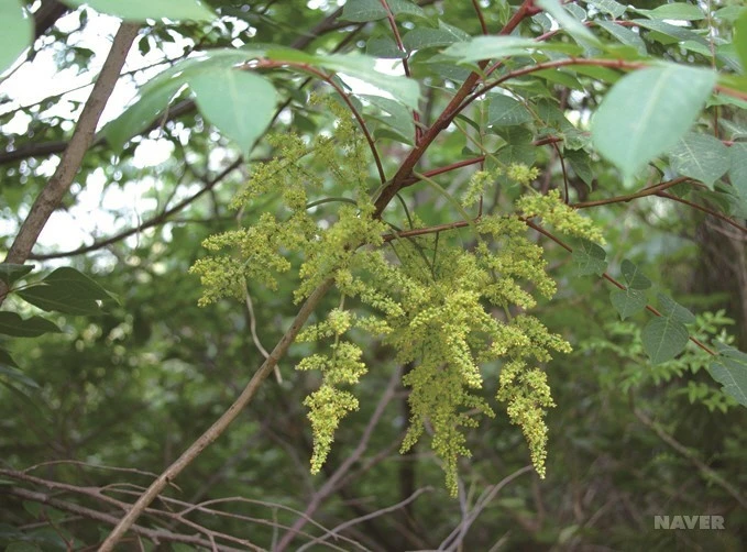 ib13_98_i9_%ED%95%9C%EA%B5%AD%EC%8B%9D%EB%AC%BC%EC%83%9D%ED%83%9C%EB%B3%B4%EA%B0%90_1.jpg?type=w1