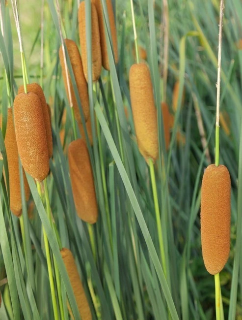 SE-1d1e99ff-9e75-4754-bd77-db85296462de.jpg?type=w1