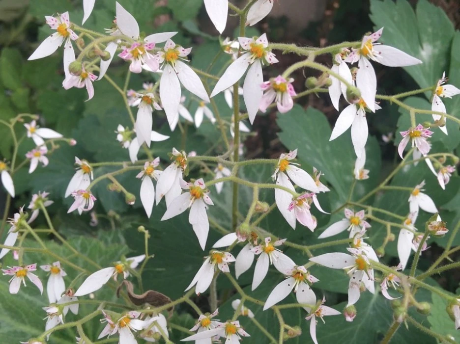 SE-d726e7dc-8e9e-442b-8c90-72074401b065.jpg?typew1