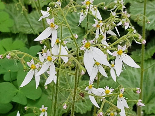 %EB%B0%94%EC%9C%84%EC%B7%A87.png?typew1