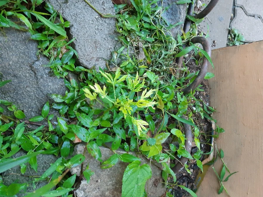 20210708%EF%BC%BF054329.jpg?type=w1