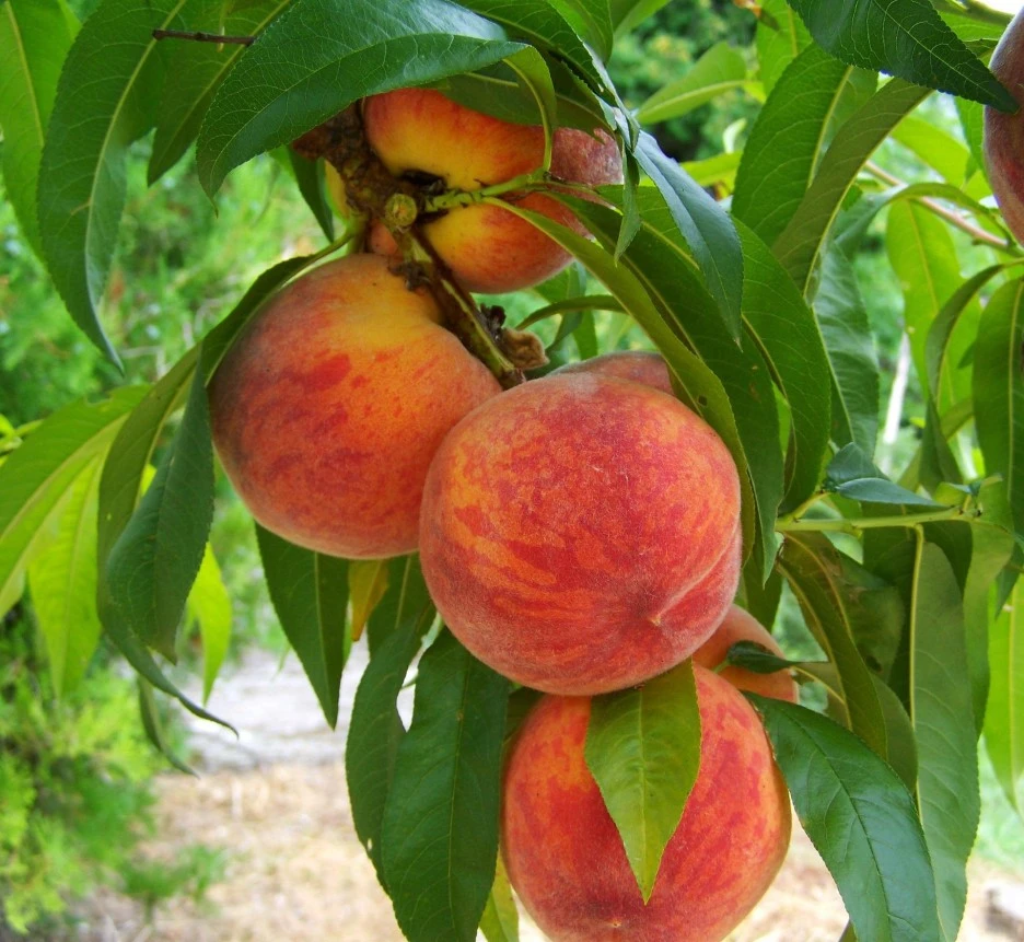 peach-846962_1920.jpg?type=w1