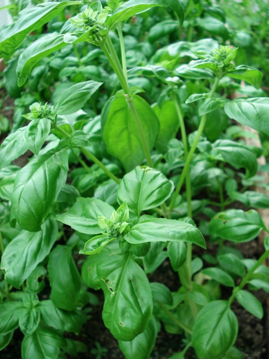 basil-494751_1920.jpg?type=w1