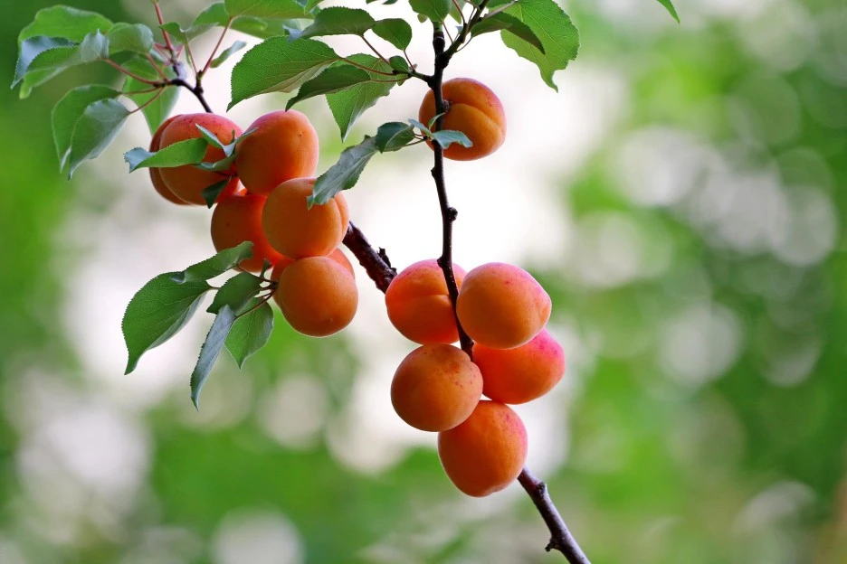 apricots-6474716_1920.jpg?type=w1