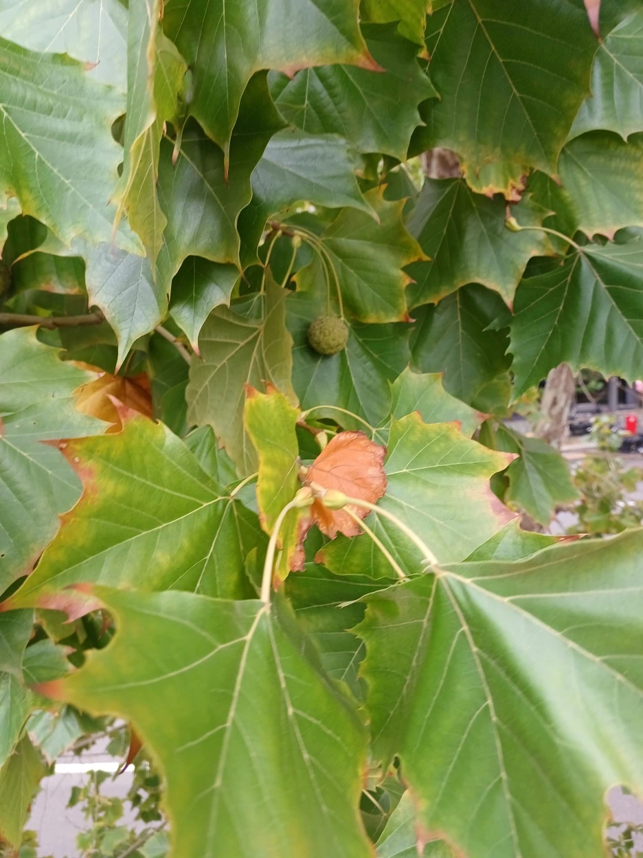 20221002_131726.jpg?typew1