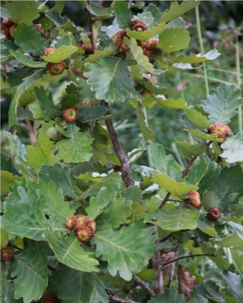 SmartSelect%EF%BC%BF20210313%EF%BC%8D174137%EF%BC%BFNaver_Blog_%EC%8B%A0%EA%B0%88%EB%82%98%EB%AC%B4%EC%99%80_%EB%96%A1%EA%B0%88%EB%82%98%EB%AC%B4.jpg?type=w1