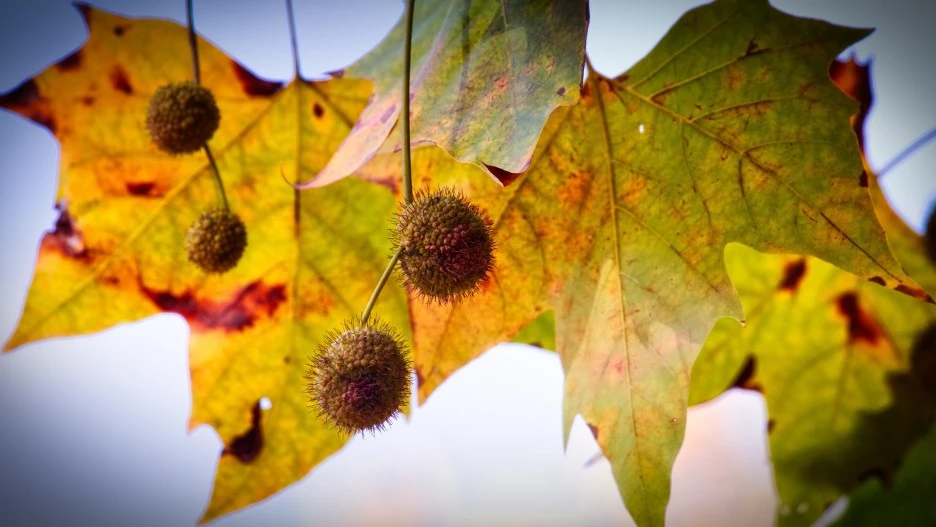 sycamore-3779579_1920.jpg?typew1