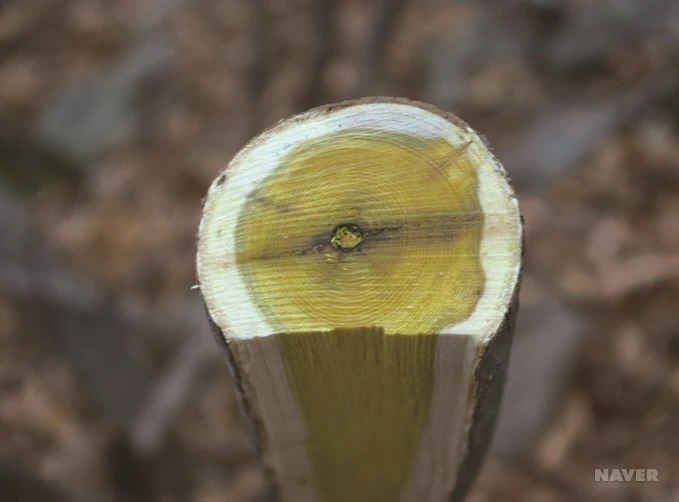 ib13_98_i19%EC%95%BD%EC%B4%88%EB%8F%84%EA%B0%90.jpg?typew1