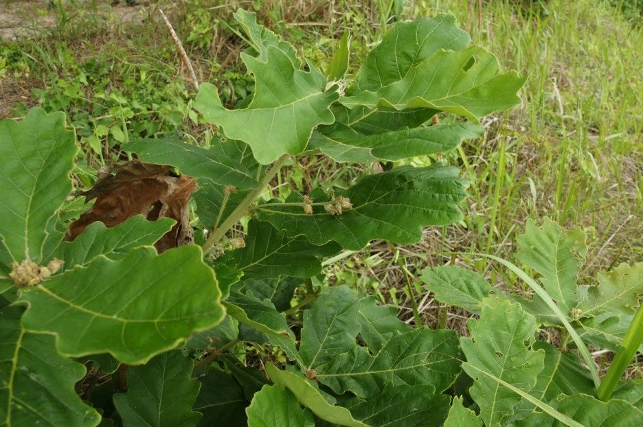 ib68_1142_i4.jpg?type=w1